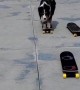 Dog Jumps From Skateboard to Skateboard