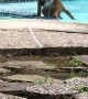 Clumsy Puppy Slips and Falls into Pool