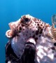 Diver Gives Fish a Helping Hand