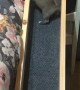 Adorable Puppy has her Own Bed Ramp