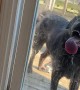 Doggo Loves to Lick Glass Door