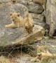 Lion Cubs Playing in the Sun Awaiting Mom's Return