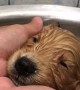 Precious Puppy Takes Her First Bath