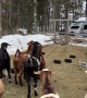 Goats Are Afraid of an Adorable Visitor