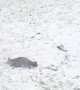 Fox Plays in the Snow