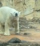 Polar Bear Appears to be Dancing
