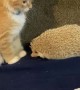 Hedgehog's Quills Make Kitten Jump