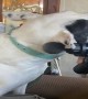 Dog loves Massage Gun