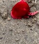 Giant Red Velvet Mite Trying to Climb into Hole