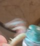 Feeding Dumpy a Freshly Molted Superworm