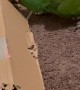 Naughty Macaw Makes a Mess Out of Cardboard