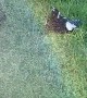 Magpies Escape Summer Under Garden Hose Spray