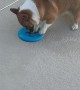 Hardy the Corgi Trying to Pick up Frisbee Falls into Pool