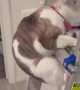 Cat With Cone Struggles with Ladder