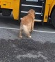 Kody the Golden Carries Girl's Backpack to the House