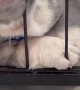 Puppy Sleeps Leaning on Playpen
