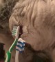 Cat Brushes Teeth Before Bed