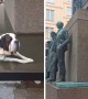 Tired dog decides to take a break in the fountain