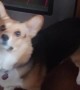 Cute Corgi Doesn't Let a Single Treat Hit the Floor