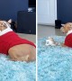 Indifferent pit bull completely ignores playful bunny