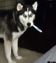 Husky Steals His Owner's Toothbrush