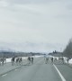 Reindeer we saw in Tok, Alaska