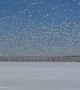 Blizzard of Snow Geese