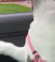 Loving pup has a hard time saying goodbye to grandma