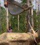 Helping an Elderly Elephant Get Back on His Feet