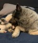 Pup Cleans Kitty Before Playtime