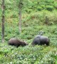 Indian Guar Bison Battle Over Territory