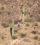 Traffic Cone Perched on Top of Saguaro Cactus in Desert