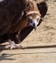 Vulture Chases After Visitor