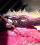 Vets Discover Cause of Dog's Oral Bleeding is a Tampon