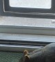 Squirrel Sneaks Inside for a Snack
