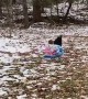 Milo the Black Lab Pulls Girls on Sled