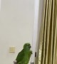 Parrot Sings Happy Birthday