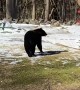 Woman Scares Black Bear off Bird Feeder in Backyard