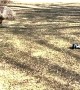 Emu Curious about RC Car