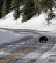 Super Rare Wolverine Sighting in Yellowstone National Park