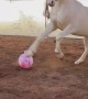 Phoenix the Stallion Plays with Pink Hopper Ball Gift From Fan