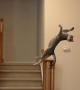 Slow Motion Cat Misses by Millimeters