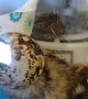 Adorable Quail Chick Gets its Head Stuck in Eggshell