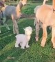 Suspicious alpacas get spooked out by plushie toy