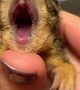 Baby Squirrel Yawn