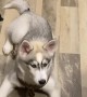 Husky Pup Really Plays Up Her Performance