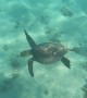 Serene Sea Turtle in Hawaii
