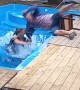 Siblings End Up in Swimming Pool