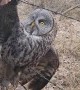 Owl Set Free From Barbed Wire Fence