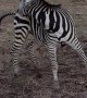 Marty the Zebra Chases Tail